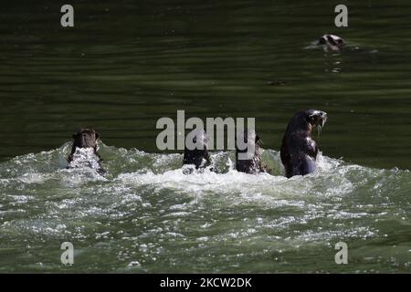 Am 17. November 2021 schwimmen in Singapur eine Schlinge mit glatter Beschichtung am Singapore River. Wilde Otter machen ein Comeback in den städtischen Stadtstaat, wobei die steigende Zahl der Meerestiere Besorgnis über die Überbevölkerung auslöste. (Foto von Suhaimi Abdullah/NurPhoto) Stockfoto