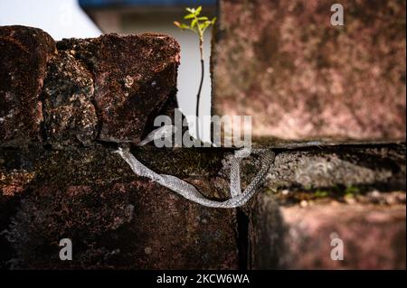 Eine Familie der Colubridae Schlangenmuschel am Wandloch, wo ein Neemsabling am 20/11/2021 in Tehatta, Westbengalen, Indien, herauskam. (Foto von Soumyabrata Roy/NurPhoto) Stockfoto