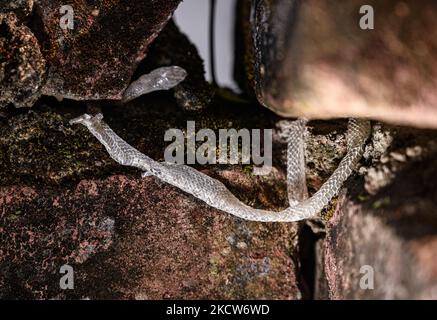 Eine Familie der Colubridae Schlangenmuschel am Wandloch, wo ein Neemsabling am 20/11/2021 in Tehatta, Westbengalen, Indien, herauskam. (Foto von Soumyabrata Roy/NurPhoto) Stockfoto