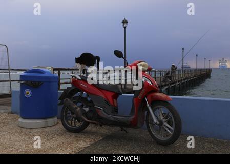 Eine Katze streckt sich morgens auf einem Moped am Wasser im mediterranen Hafen von Limassol. Zypern, Montag, 22. November 2021. (Foto von Danil Shamkin/NurPhoto) Stockfoto