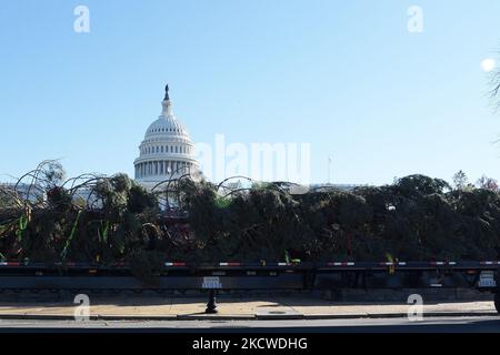 DER WEIHNACHTSBAUM des US-Kapitols mit dem Namen „Zuckerbär“ kommt heute am 19. November 2021 von Kalifornien nach DC, um die Weihnachtszeit zu verbringen, und zwar in West Lawn/Capitol Hill in Washington DC, USA. (Foto von Lenin Nolly/NurPhoto) Stockfoto