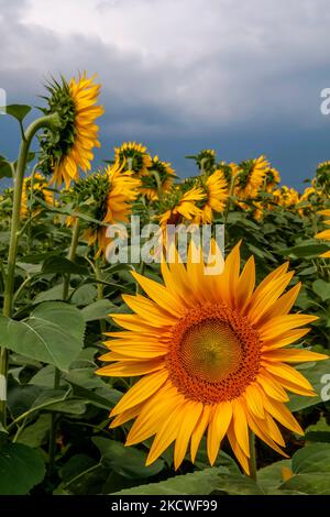 Nahaufnahme von Sonnenblumen unter einem bleiernen Himmel, der Regen bedroht Stockfoto