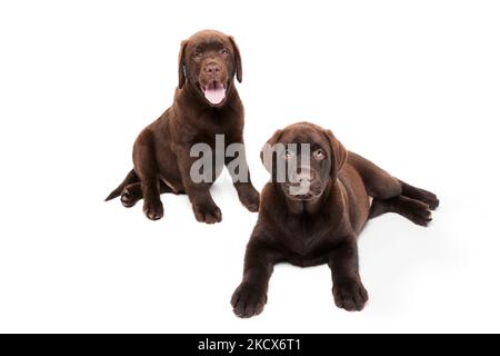 Portrait von zwei niedlichen Hunden, Labrador Welpe ruhig auf dem Boden liegend isoliert über weißen Studio Hintergrund. Freunde Stockfoto