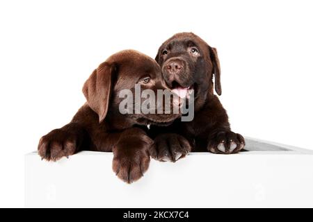 Portrait von zwei niedlichen Hunden, Labrador Welpen spielen zusammen isoliert über weißen Studio Hintergrund Stockfoto