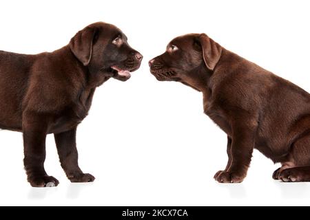 Portrait von zwei niedlichen Hunden, Labrador Welpen, die sich isoliert auf weißem Studiohintergrund anguckte Stockfoto