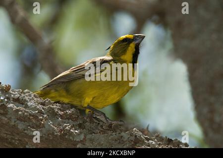 Yellow Cardinal, Gubernatrix cristata, gefährdete Art in La Pampa, Argentinien Stockfoto