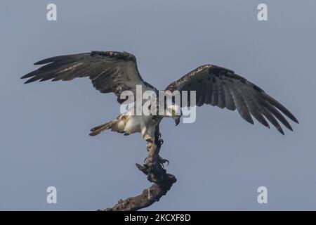 Ein westlicher Fischadler (Pandion haliaetus) sah am 8 2021. Dezember Barsche an einem Zweig in Nusa Dua, Bali, Indonesien. Der Fischadler oder Seefalke ist einer der Zugvögel, der im Winter vom europäischen Land nach Südasien reisen kann. Dieser Fischfresser-Falke wird vermutlich nach einigen Jahren zum ersten Mal wieder im Süden der Bali-Resortinsel gesehen. (Foto von Johanes Christo/NurPhoto) Stockfoto