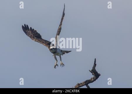 Ein westlicher Fischadler (Pandion haliaetus) fliegt am 8 2021. Dezember von einem Zweig in Nusa Dua, Bali, Indonesien. Der Fischadler oder Seefalke ist einer der Zugvögel, der im Winter vom europäischen Land nach Südasien reisen kann. Dieser Fischfresser-Falke wird vermutlich nach einigen Jahren zum ersten Mal wieder im Süden der Bali-Resortinsel gesehen. (Foto von Johanes Christo/NurPhoto) Stockfoto