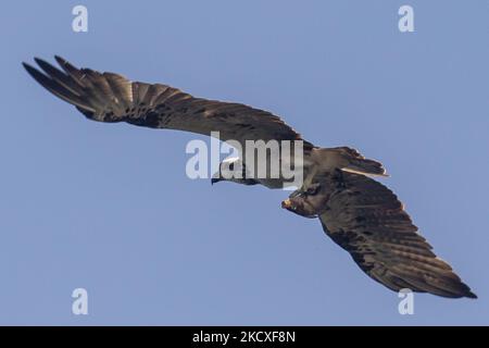 Ein westlicher Fischadler (Pandion haliaetus) fliegt am 8 2021. Dezember beim Tragen von Fischen in Nusa Dua, Bali, Indonesien. Der Fischadler oder Seefalke ist einer der Zugvögel, der im Winter vom europäischen Land nach Südasien reisen kann. Dieser Fischfresser-Falke wird vermutlich nach einigen Jahren zum ersten Mal wieder im Süden der Bali-Resortinsel gesehen. (Foto von Johanes Christo/NurPhoto) Stockfoto