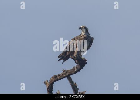 Ein westlicher Fischadler (Pandion haliaetus) sah am 8 2021. Dezember Barsche an einem Zweig in Nusa Dua, Bali, Indonesien. Der Fischadler oder Seefalke ist einer der Zugvögel, der im Winter vom europäischen Land nach Südasien reisen kann. Dieser Fischfresser-Falke wird vermutlich nach einigen Jahren zum ersten Mal wieder im Süden der Bali-Resortinsel gesehen. (Foto von Johanes Christo/NurPhoto) Stockfoto