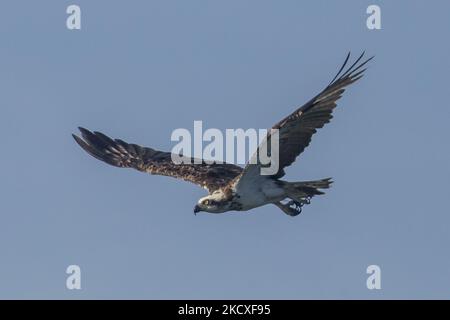 Ein westlicher Fischadler (Pandion haliaetus) sah am 8 2021. Dezember Barsche an einem Zweig in Nusa Dua, Bali, Indonesien. Der Fischadler oder Seefalke ist einer der Zugvögel, der im Winter vom europäischen Land nach Südasien reisen kann. Dieser Fischfresser-Falke wird vermutlich nach einigen Jahren zum ersten Mal wieder im Süden der Bali-Resortinsel gesehen. (Foto von Johanes Christo/NurPhoto) Stockfoto