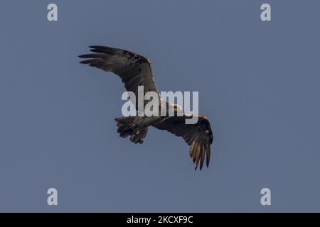 Ein westlicher Fischadler (Pandion haliaetus) sah am 8 2021. Dezember Barsche an einem Zweig in Nusa Dua, Bali, Indonesien. Der Fischadler oder Seefalke ist einer der Zugvögel, der im Winter vom europäischen Land nach Südasien reisen kann. Dieser Fischfresser-Falke wird vermutlich nach einigen Jahren zum ersten Mal wieder im Süden der Bali-Resortinsel gesehen. (Foto von Johanes Christo/NurPhoto) Stockfoto