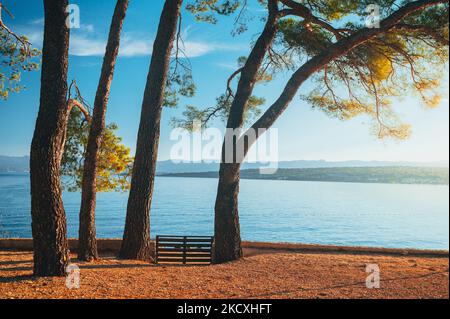 Große Kiefer auf Bank durch das blaue Meer genießen schöne Sonnenuntergang Licht in Brela, Makarska Region, Dalmatien, Kroatien. Stockfoto