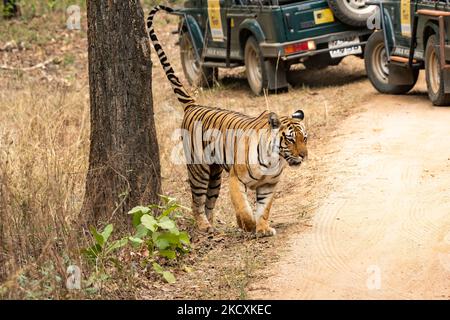 Eine Tigerin namens Baras, die während einer Wildtiersafari auf einem Waldweg mit Touristenfahrzeugen im Pench National Park unterwegs ist Stockfoto