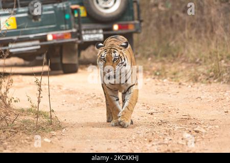 Eine Tigerin namens Baras, die während einer Wildtiersafari auf einem Waldweg mit Touristenfahrzeugen im Pench National Park unterwegs ist Stockfoto