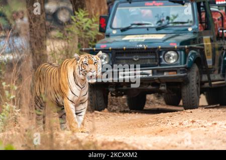 Eine Tigerin namens Baras, die während einer Wildtiersafari auf einem Waldweg mit Touristenfahrzeugen im Pench National Park unterwegs ist Stockfoto