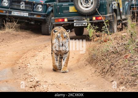 Eine Tigerin namens Baras, die während einer Wildtiersafari auf einem Waldweg mit Touristenfahrzeugen im Pench National Park unterwegs ist Stockfoto