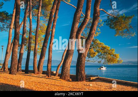 Urlaub Kroatien im Sommer. Schöner blauer Hintergrund. Blaues Wasser der Adria See. Kiefernbaum Stockfoto