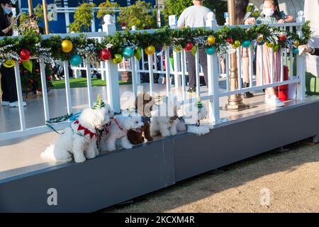 Hong Kong, China, 11 Dec 2021, 6 Pudel posieren mit weihnachtlichen Accessoires vor dem Weihnachtsbaum von West Kowloon. (Foto von Marc Fernandes/NurPhoto) Stockfoto