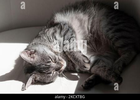 Gerade adoptiert flauschig grau tabby Katze schlafen zusammengerollt und friedlich auf einem Kissen in ihr für immer zu Hause in einem harten Sonnenlicht, hohen Kontrast Stockfoto