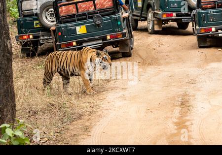 Eine Tigerin namens Baras, die während einer Wildtiersafari auf einem Waldweg mit Touristenfahrzeugen im Pench National Park unterwegs ist Stockfoto