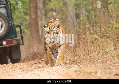 Eine Tigerin namens Baras, die während einer Wildtiersafari auf einem Waldweg mit Touristenfahrzeugen im Pench National Park unterwegs ist Stockfoto