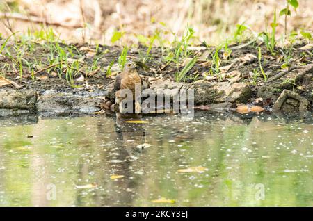 Ein Shikra, das Wasser aus einem Wasserloch im Pench National Park während einer Wildtiersafari trinkt Stockfoto