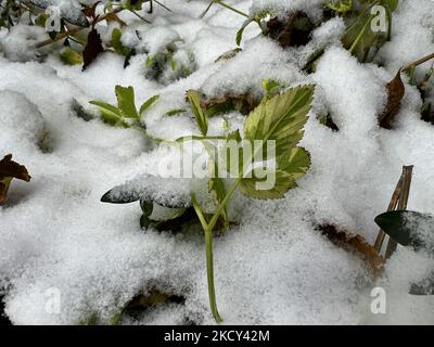 Schneebedeckte Pflanzen während eines Schneefalls, der am 18. Dezember 2021 in der Stadt Toronto, Ontario, Kanada, rund 5 Zentimeter Schneesäumen hinterließ. (Foto von Creative Touch Imaging Ltd./NurPhoto) Stockfoto