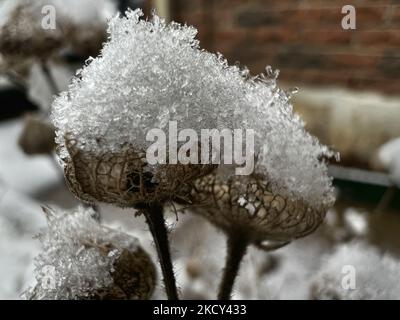 Schneebedeckte Pflanzen während eines Schneefalls, der am 18. Dezember 2021 in der Stadt Toronto, Ontario, Kanada, rund 5 Zentimeter Schneesäumen hinterließ. (Foto von Creative Touch Imaging Ltd./NurPhoto) Stockfoto