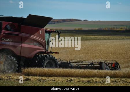 Der Mähdrescher schneidet Getreide auf einem Feld in der Nähe von Turner Valley. Am Freitag, den 01. Oktober 2021, in Turner Valley, Alberta, Kanada. (Foto von Artur Widak/NurPhoto) Stockfoto