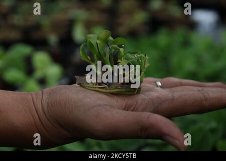 Am 18. Dezember 2021 inspizieren Gärtner Topfpflanzen im Minaqui Home Indonesia Green House in Bogor, West Java. Minaqui Indonesia propagiert Zierpflanzen aus verschiedenen Pflanzenvarianten für den Export in 20 Länder. (Foto von Dasril Roszandi/NurPhoto) Stockfoto