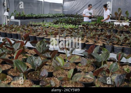 Am 18. Dezember 2021 inspizieren Gärtner Topfpflanzen im Minaqui Home Indonesia Green House in Bogor, West Java. Minaqui Indonesia propagiert Zierpflanzen aus verschiedenen Pflanzenvarianten für den Export in 20 Länder. (Foto von Dasril Roszandi/NurPhoto) Stockfoto