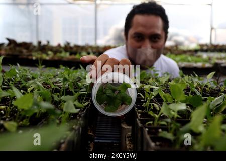 Am 18. Dezember 2021 inspizieren Gärtner Topfpflanzen im Minaqui Home Indonesia Green House in Bogor, West Java. Minaqui Indonesia propagiert Zierpflanzen aus verschiedenen Pflanzenvarianten für den Export in 20 Länder. (Foto von Dasril Roszandi/NurPhoto) Stockfoto