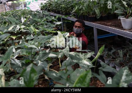 Am 18. Dezember 2021 inspizieren Gärtner Topfpflanzen im Minaqui Home Indonesia Green House in Bogor, West Java. Minaqui Indonesia propagiert Zierpflanzen aus verschiedenen Pflanzenvarianten für den Export in 20 Länder. (Foto von Dasril Roszandi/NurPhoto) Stockfoto