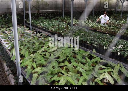 Am 18. Dezember 2021 inspizieren Gärtner Topfpflanzen im Minaqui Home Indonesia Green House in Bogor, West Java. Minaqui Indonesia propagiert Zierpflanzen aus verschiedenen Pflanzenvarianten für den Export in 20 Länder. (Foto von Dasril Roszandi/NurPhoto) Stockfoto