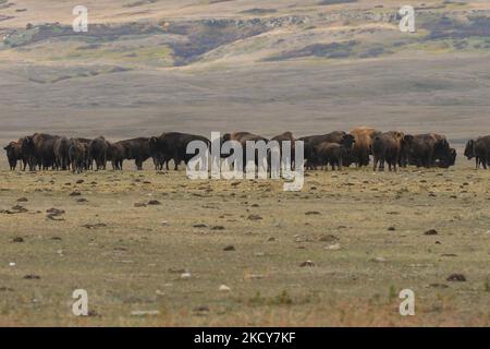 Eine große Herde von Ebenen Bisons auf einem Feld in der Nähe von Head-Smashed-in Buffalo Jump Weltkulturerbe. Am Mittwoch, den 6. Oktober 2021, in Fort MacLeod, Alberta, Kanada. (Foto von Artur Widak/NurPhoto) Stockfoto