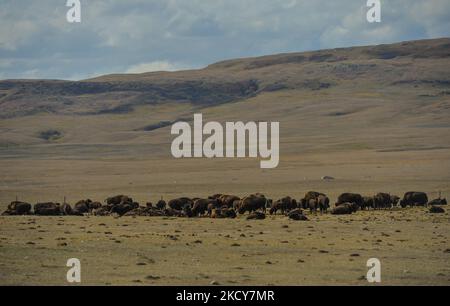 Eine große Herde von Ebenen Bisons auf einem Feld in der Nähe von Head-Smashed-in Buffalo Jump Weltkulturerbe. Am Mittwoch, den 6. Oktober 2021, in Fort MacLeod, Alberta, Kanada. (Foto von Artur Widak/NurPhoto) Stockfoto