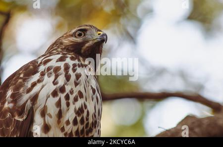 Cooper's Hawk (Accipiter Cooperii) Nahaufnahme mit hellen Akzenten. Stockfoto