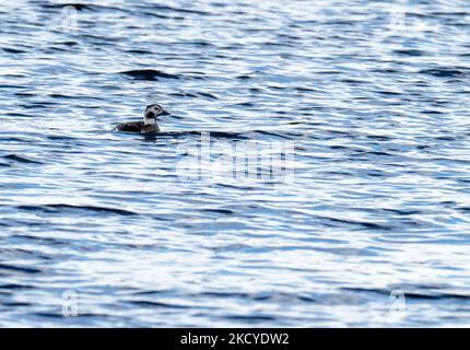 Eine weibliche Langschwanzente, Clangula hyemalis bei Leighton Moss, Lancashire, Großbritannien. Stockfoto