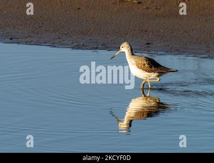 Ein gewöhnlicher Grünschenkel, Tringa nebularia, in Leighton Moss, Lancashire, Großbritannien. Stockfoto