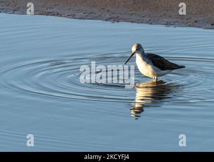 Ein gewöhnlicher Grünschenkel, Tringa nebularia, in Leighton Moss, Lancashire, Großbritannien. Stockfoto