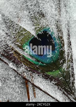 Nahaufnahme von Eiskristallen, die eine Pfauenfeder bedecken, als am 27. Dezember 2021 eine Mischung aus leichtem Schnee und eiskalten Regen Toronto, Ontario, Kanada, traf. (Foto von Creative Touch Imaging Ltd./NurPhoto) Stockfoto
