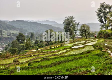 Reisfeld mit Blick auf ein bergiges Tal in der Nähe eines abgelegenen Dorfes in Himachal Pradesh, Indien. (Foto von Creative Touch Imaging Ltd./NurPhoto) Stockfoto