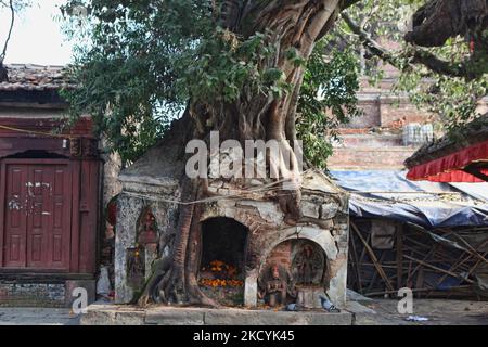 Großer Baum, der über einem kleinen alten Tempel am Hanuman Dhoka in Kathmandu, Nepal, wächst. (Foto von Creative Touch Imaging Ltd./NurPhoto) Stockfoto