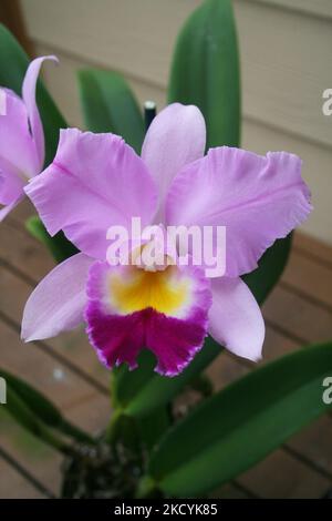 Exotische Orchideen in den Akatsuka Orchid Gardens auf der Big Island von Hawaii, USA. (Foto von Creative Touch Imaging Ltd./NurPhoto) Stockfoto