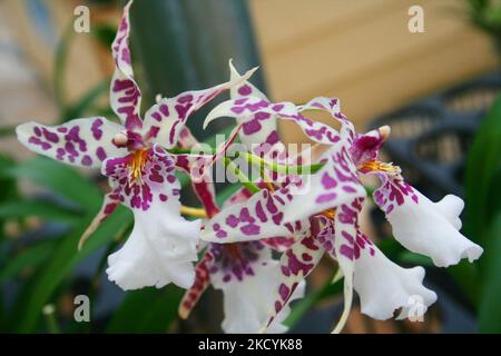 Exotische Orchideen in den Akatsuka Orchid Gardens auf der Big Island von Hawaii, USA. (Foto von Creative Touch Imaging Ltd./NurPhoto) Stockfoto