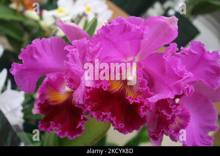 Exotische Orchideen in den Akatsuka Orchid Gardens auf der Big Island von Hawaii, USA. (Foto von Creative Touch Imaging Ltd./NurPhoto) Stockfoto