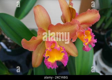 Exotische Orchideen in den Akatsuka Orchid Gardens auf der Big Island von Hawaii, USA. (Foto von Creative Touch Imaging Ltd./NurPhoto) Stockfoto