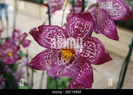 Exotische Orchideen in den Akatsuka Orchid Gardens auf der Big Island von Hawaii, USA. (Foto von Creative Touch Imaging Ltd./NurPhoto) Stockfoto