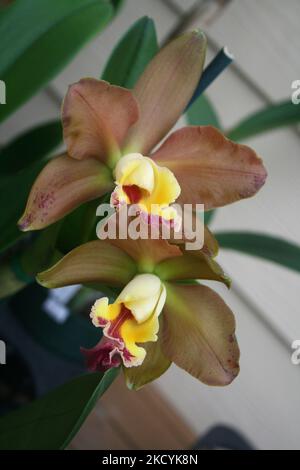 Exotische Orchideen in den Akatsuka Orchid Gardens auf der Big Island von Hawaii, USA. (Foto von Creative Touch Imaging Ltd./NurPhoto) Stockfoto